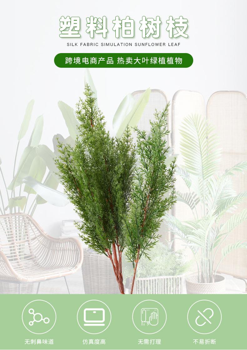 柏树枝_01.jpg