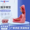 Pnt-2105 Modelo de Diente de Gato Camino Bucal del Gato Patología Bucal Caries Dental en Gatos Anatomía Dental del Gato Anatomía del Gato Animal Diente de Gato