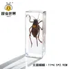 Especímenes de Insectos Artesanales Jingling: Escarabajo, Escorpión, Mantis, Araña - Educación en Ciencias Biológicas, Regalos de Nicho, Adornos de Resina