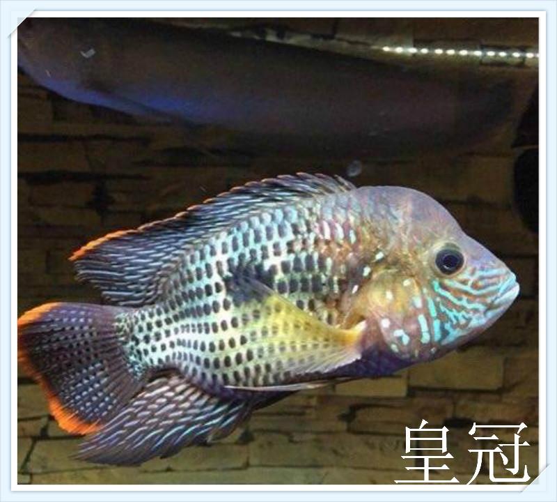 毛球