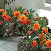 Enredaderas de Rosas Artificiales, Enredaderas de Rosas Trepadoras, Enredaderas para Colgar en la Pared, Decoración de Ventanas, Decoración del Hogar, Pantalla de Privacidad, Enredaderas de Flores con Aroma a Madera, Plantas Verdes