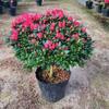 Uma geração de mudas de rododendro em vaso com botões árvore de tronco antigo plantas floríferas de quatro estações interior e exterior varanda villa