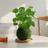 Bola de musgo Grama-moeda hidropônica fácil de cuidar para interior sem ansiedade pequena planta em vaso escritório mesa de centro desktop planta verde de interior