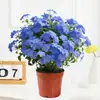 Planta en maceta de copo de nieve azul con flores, plántulas grandes, planta de interior con flores, trepadora, resistente al calor, fácil de mantener, planta verde para balcón, patio, jardín