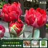 Resistencia al FríoTulipán Holandés Hidropónico Planta de Floración Cuatro Estaciones Planta Verde Flores en Maceta para Sala de Estar Apto para Principiantes