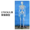 Modelo de Esqueleto Humano de 85cm Esqueleto Adulto de Corpo Inteiro de 170cm Modelo Humano Esqueleto Pequeno Modelo de Coluna Vertebral para Ensino