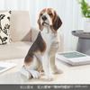Adornos creativos para perros, simulación de animales, artesanías de resina, fortuna, sala de estar, entrada, decoraciones de escritorio