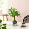 Árvore da Fortuna Pequena Planta em Vaso [Verde Banana é Proibido] Bola de Musgo Planta Verde Hidropônica Desktop Interno Fácil de Manter para Pessoas Preguiçosas