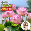 Venta al por mayor de plantas ornamentales en maceta, semillas de loto y nenúfar cultivadas en agua, semillas de flor de loto de cuenco y nenúfar para estanques hidropónicos