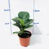 Qin Ye Rong Planta Verde Hidropônica Pequeno Vaso Desktop Escritório para Alimentar Flores Nórdicas Sempre Verde e Purificar o Ar