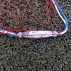 Red de lanzamiento de línea de llanta para máquina, Red de lanzamiento de línea de llanta tradicional, Red lanzada a mano para pescar, Red oscilante, Red de pesca, Equipo de pesca, Tipo reforzado