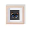 Especímenes de Mariposas Reales Raros y Preciosos (Mariposa Pavo Real) en un Marco, Decoración Moderna de Madera para el Hogar, Decoración Creativa de Mesa