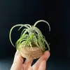 Permanente Elétrico T.Streptophylla Permanente Elétrico Variedade Clássica Fornecimento Direto do Fabricante Base Cabelo Liso Abacaxi de Ar