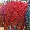 Trae Riqueza y Tesoro Flores Secas de Sauce Plateado Flores Reales Ramas Frescas Plantas Hidropónicas Sauce Plateado Rojo Florales de Nochevieja Cubo de Bendiciones Decoración de Interiores para Sala de Estar