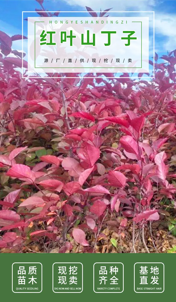 未标题-1_01