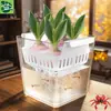 Vaso de Vidrio para Tulipán Hidropónico Maceta para Flor de Bulbo Cultivada en Agua Lirio con Cesta de Plantación Maceta Cuadrada Transparente