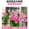 Bulbos de Lírio de Outono de Floração Dupla, Mudas de Flores de Floração Simples, Lírios Perfumados Comprados Diretamente da Holanda, Canhão de Ferro, Plantas de Vaso para Iniciantes do Pátio Karie