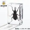 Artesanías de especímenes, insectos reales, escarabajo ciervo, escorpión, escarabajo, araña, regalos de enseñanza de ciencias biológicas, adornos de resina