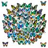 50 pegatinas de mariposas y flores azules, pegatinas de grafiti de mariposas de colores transfronterizos de AliExpress y Amazon.