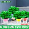 180 Plantas Verdes Envasadas Atacado Chlorophytum Haste Longa Verde Cesto Pequeno Envasado Interior Mesa Plantas Hidropônicas