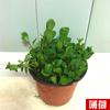 Planta verde em vaso, atacado, escritório, flor, endro verde, árvore da fortuna, flor de mesa, planta em vaso