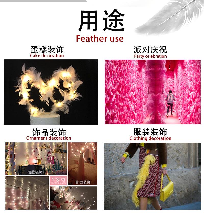 羽毛4