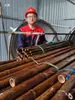 Varas de Bambu Carbonizado para Decoração, Varas de Bambu Anticorrosivas para Reforma, Painéis de Bambu para Teto, Decoração de Bambu, Bambu Grosso e Fino, Bambu Moso, Bambu Nanzhu, Cercas Divisórias