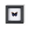 Marco de Fotos de Espécimen de Mariposa Pintura Decorativa de Madera Adorno Retro Europeo Soporte de Exhibición Muebles DIY Regalo de Cumpleaños Regalo