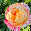 Dropshipping Claude Monet Mudas de Rosa Rosa Quatro Estações Flores de Vasos Plantas Trepadeiras Mudas Plantas Verdes