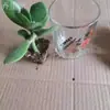 Árbol de Jade en Maceta con Hojas Grandes, Planta Suculenta, Lirio de la Paz, Planta Verde Purificadora de Aire de Interior y Flor