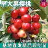 Envio Direto de Mudas de Cerejeira Grandes de Peça Única para Plantio no Norte e Sul, Mudas de Cerejeira Frutífera Enxertadas Extra-Grandes Resistentes ao Frio para Plantio em Vasos