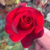 Plántulas de Rosa en Maceta Raíces de Flor de Rosa Plantas Verdes de Flor Grande Balcón Interior Patio Fácil de Vivir Raíces Viejas Plántulas de Rosa Fragantes