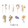 Instituto de Investigación de Plantas Extrañas Colección de Flores Secas Serie Pegatinas de Flor Seca para Mascotas Paquete de Pegatinas Creativas para Diario de Mano Material de Bricolaje Pegatinas 8 Tipos
