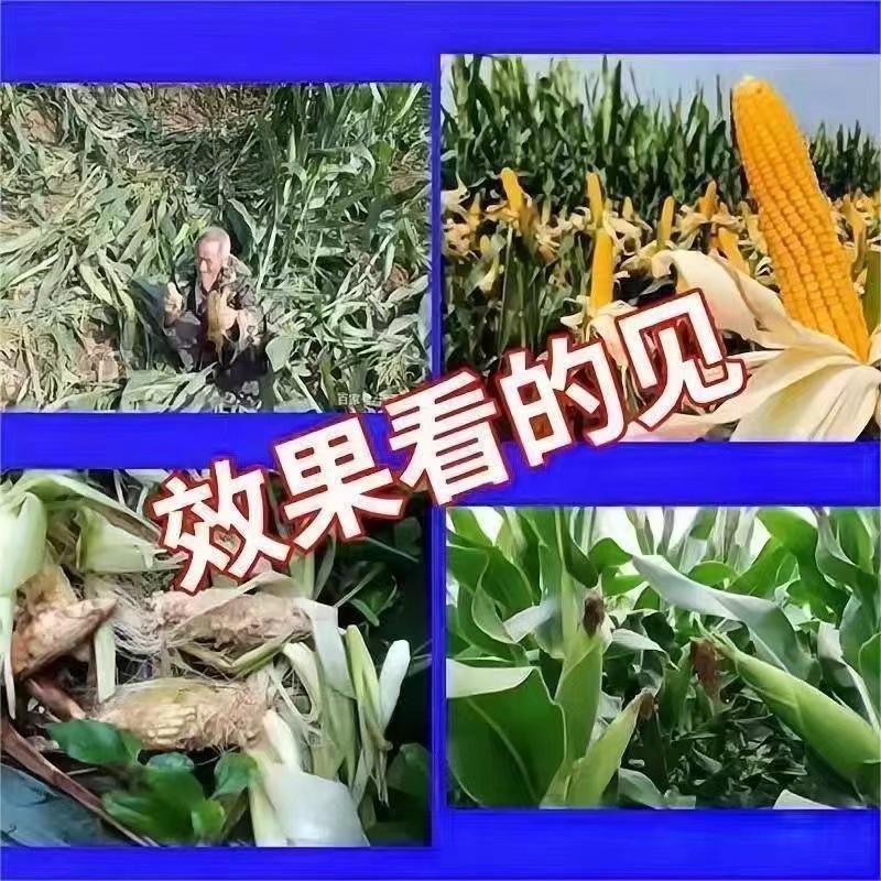 详情-6