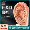 Modelo de ouvido de acupuntura auricular multi-acuponto de 23cm com legendas de área reflexa ultraclaras modelo de ouvido modelo de pressão auricular para casa
