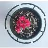 Suporte de Planta Pinça de Caranguejo em Estoque, Suporte de Flores, Haste de Suporte para Phalaenopsis, Estrutura de Proteção de Folhas Anti-Queda, Direto da Fábrica, Dropshipping de Peça Única