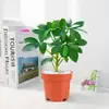 Pata de Pato Madera Plantas Verdes de Interior Absorben Formaldehído y Purifican el Aire. El escritorio es fácil de mantener y siempre verde durante todo el año. Plantas en maceta escandinavas de descompresión perezosa