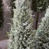 Árbol de cedro simulado falso ciprés de cedro escena navideña de nieve árbol de escena de nieve árbol de filmación árbol de Navidad salón de escultura de hielo decoración árbol de nieve
