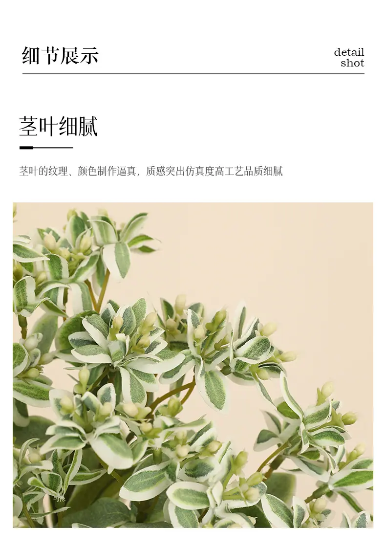 屿初短枝白边叶_09.jpg
