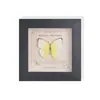 2025 Novo Modelo Borboleta Presente Moldura com Espécime de Borboleta Real Decoração de Presente Obra de Arte Mercadoria para Entomologista