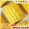 Maíz dulce en segmentos de fruta de Yunnan envasado al vacío, maíz listo para comer para el desayuno en dormitorios estudiantiles, bajo en grasa, sustituto de comida sin cocción