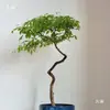 Inclinado sin Amarillo sala de transmisión en vivo interior en maceta paisajismo forma flotante dormitorio árbol viejo bonsái té Zen sin maceta