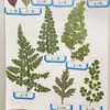 Adiantum Flor Seca Espécimen de Planta en Relieve Goteo de Gel Funda para Teléfono Móvil Marco de Fotos Vela de Aromaterapia Pegatina de Libro Material para DIY de Cara