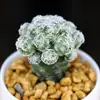 Base de planta suculenta autoproducida y autovendida al por mayor suculentas pequeñas combinación de flores plantas en maceta plantas carnosas Lithops Haworthia