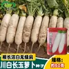 Sementes de Rabanete Branco Longo Dahuichuan, Sementes de Rabanete Branco Longo Coreano, Sementes de Hortaliças para Plantio de Verão e Outono em Hortas e Grandes Campos