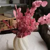 Hoja de Eucalipto Flor Preservada Manzana Goma de Mascar Goma de Dinero Decoración Florero Accesorio Hojas Mobiliario Suave Hojas Reales Flores Secas