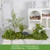Musgo Sintético Decoración Suave para Interiores Conjunto de Micro Paisaje Combinación Exhibición en Ventana Pasillo Musgo Artificial Plantas Verdes Arreglo de Paisajismo Decoración
