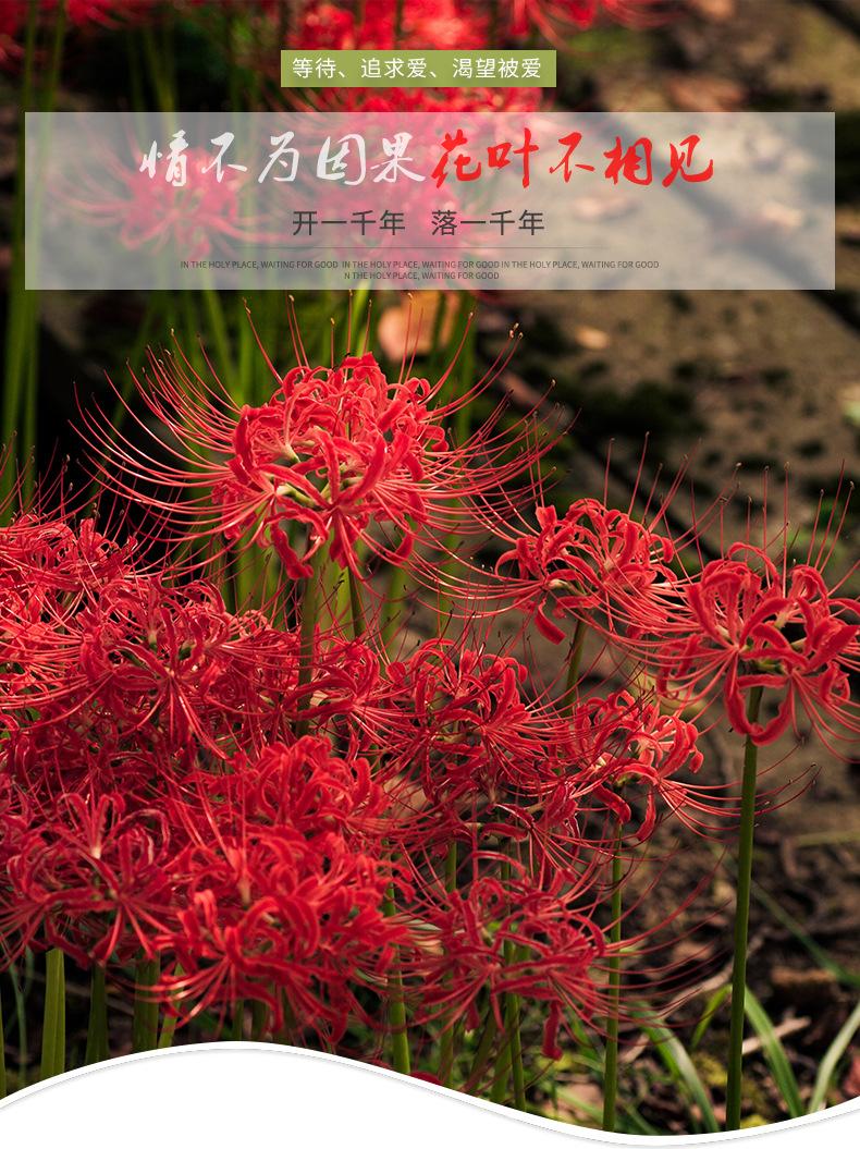 gm6WifKnzdTvlDvRUnfQcz4JJhfMv39a5KhL