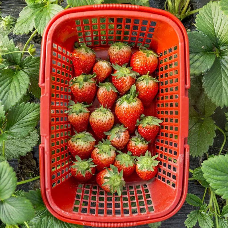 O1CN01NhlKv42Byujvz8p1l_!!3781