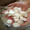 Brocha de Maquillaje Limpieza Caja de Sombras Esponja Pincel de Sombras Esponja Limpiadora de Brochas de Maquillaje Esponja de Cojín de Aire Esponja Forrada